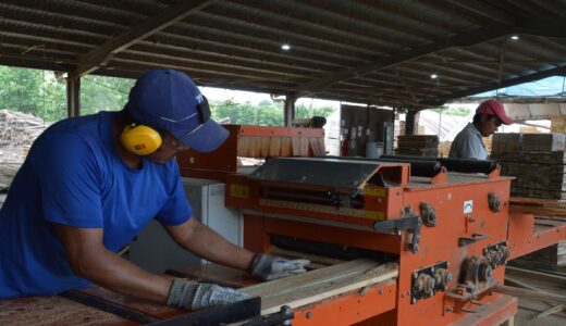 La Industria de MLR Forestal procesa madera extraída de las plantaciones forestales que ha establecido desde 2013 en áreas degradadas en la zona del Caribe Norte.