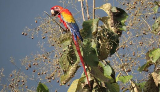 Lapa Roja (Ara macao) avistada en la finca El Chingo, Bonanza, alimentándose de semillas de teca.