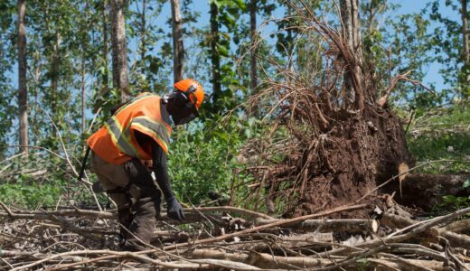 Las labores de levantamiento de madera han sido garantía de empleo para habitantes de las comunidades rurales de Siuna.
