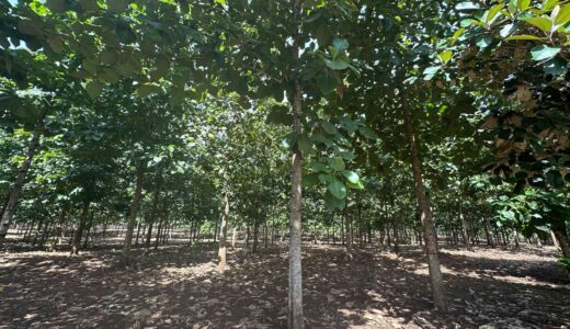 La plantaciones de MLR Forestal están en el Caribe Norte de Nicaragua.