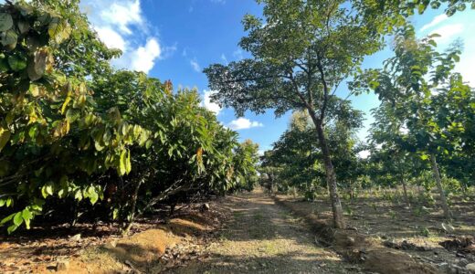 Los suelos de MLR Forestal son clave para el óptimo desarrollo de la teca y el cacao.