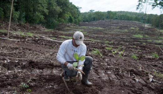 By 2022, MLR Forestal has planned to afforest 251.34 hectares, eighty of which correspond to the San Miguel farm.