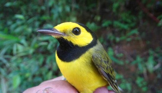 El ejemplar de Setophaga citrina que fue recapturado en la Reserva Silvestre Privada Finca Matiz, propiedad de MLR Forestal.