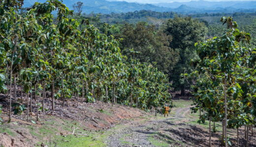 Plantaciones de teca de MLR Forestal en Siuna, Caribe Norte de Nicaragua.