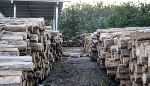 MLR Forestal realiza primera exportación de madera